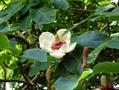 Magnolia Wieseneri